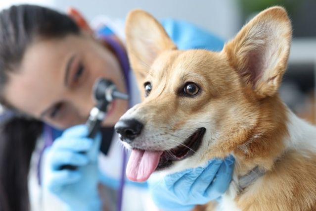 Ohrenzwang bei Hunden: Ursachen, Vorsorge und Behandlung
